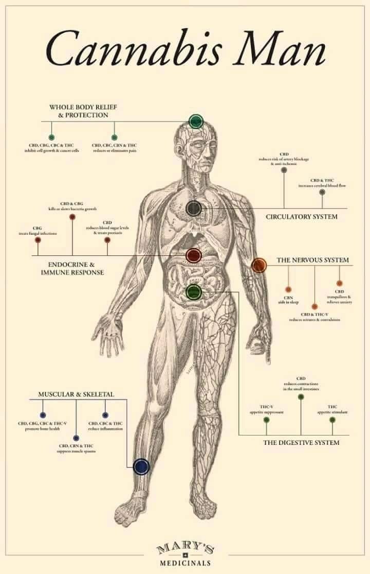 cannabis-man